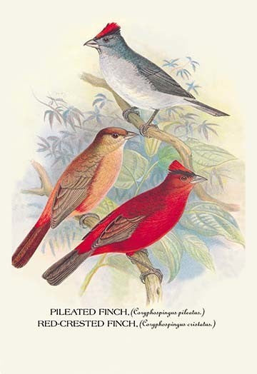 Pileated Finch; Red - Crested Finch - Framed Paper Poster 20" x 30"