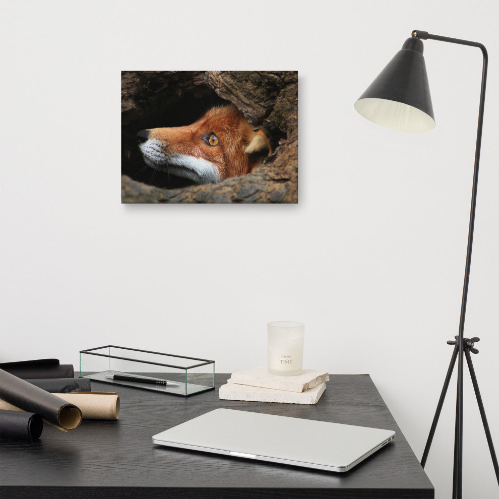 Red Fox Face in Stump Animal Wildlife Nature Photograph Canvas Wall Art Prints, 12" X 16"