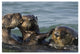 "Sea Otter male chasing mother with pup, Monterey Bay" Paper Art, 26"x18"