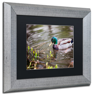 Jason Shaffer 'Mallard' Matted Framed Art, Silver Frame, Black Mat, 14x11