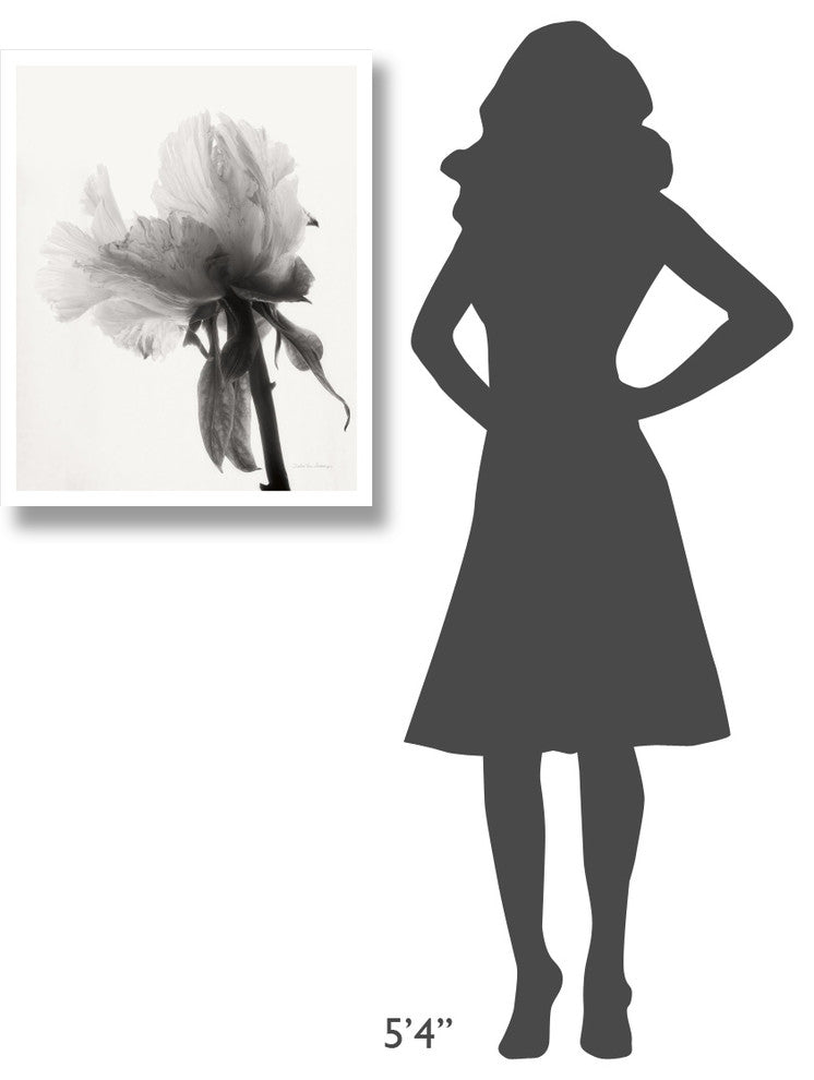 "Translucent Peony VIII - BW" Paper Print by Debra Van Swearingen, 24"x30"