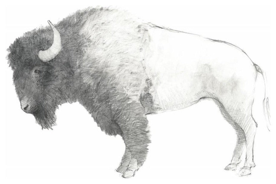 "Bison Dark" Digital Paper Print by Avery Tillmon, 22"x18"