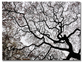 'Japanese Maple Spring Abstract II' Canvas Art by Kurt Shaffer