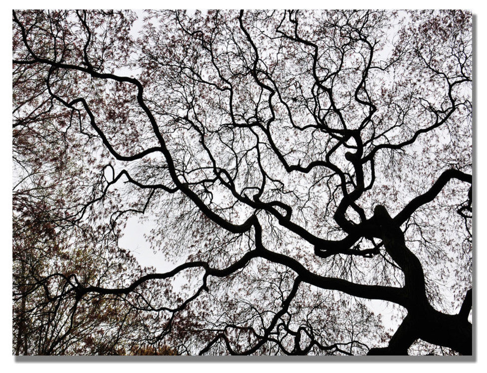 'Japanese Maple Spring Abstract II' Canvas Art by Kurt Shaffer