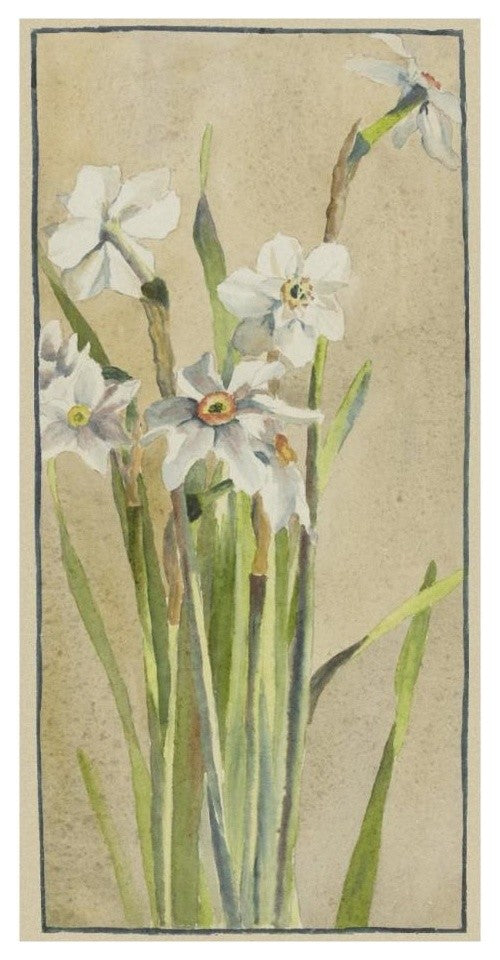 "White Narcissus with Gray Accents" Print by Hannah Borger Overbeck, 14"x26"