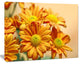 Yellow Flowers in the Garden, Floral Canvas Art Print, 40"x30"