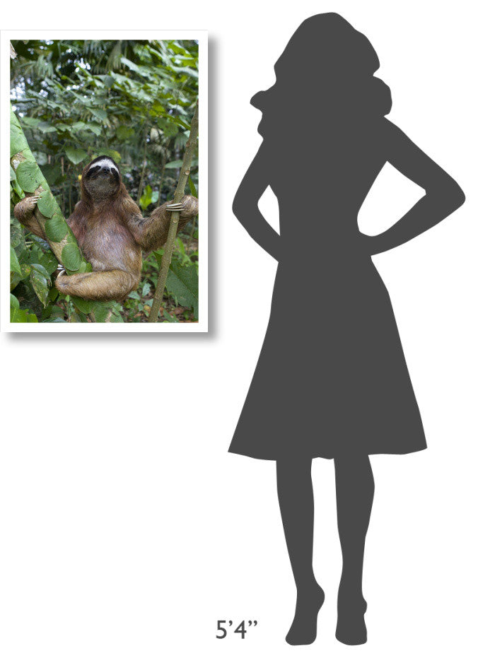 "Brown-throated 3-toed Sloth male, Aviarios Sloth Sanctuary" Paper Art, 22"x32"