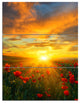 Bright New Day over Poppy Fields, Floral Triptych Canvas Print, 28x36, 3 Panels