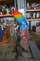 Single Red and Blue Parrot on a tree Bronze Statue -  Size: 30"L x 24"W x 66"H