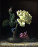 Martin Johnson Heade The White Rose, 20"x25" Wall Decal Print