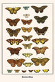 Butterflies - Gallery Wrapped Canvas Art 28" x 42"