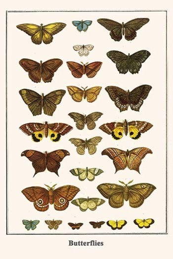 Butterflies - Gallery Wrapped Canvas Art 28" x 42"