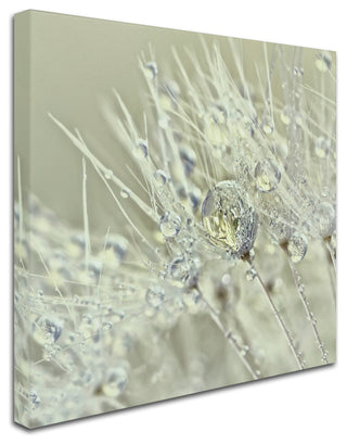 Cora Niele 'Dandelion Dew III' Canvas Art