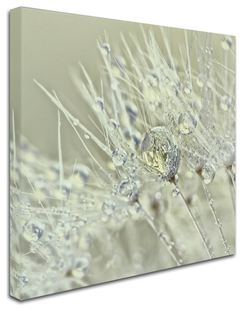 Cora Niele 'Dandelion Dew III' Canvas Art