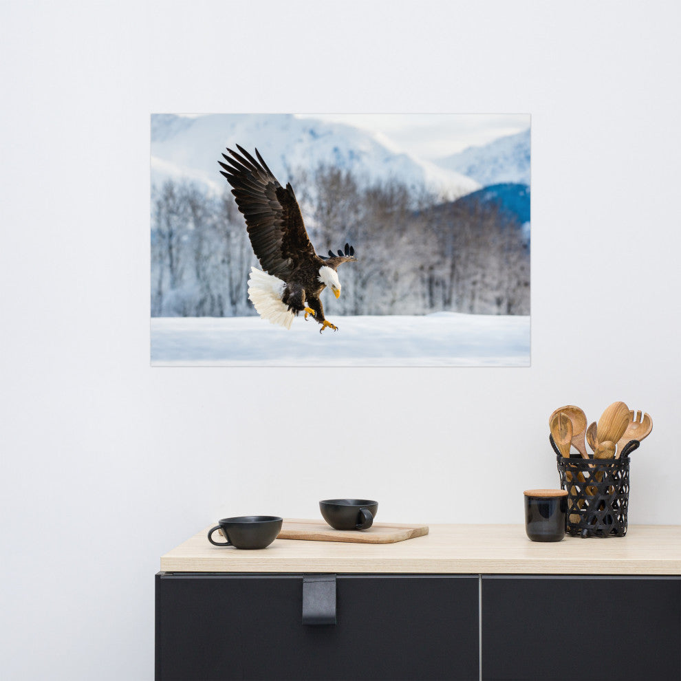 Adult Bald Eagle Alaskan Winter Animal Wildlife Photograph Loose Wall Art Print, 24" X 36"