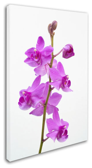 'Purple Orchids' Canvas Art by Kurt Shaffer
