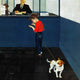 "Dog License" Painting Print on Canvas by George Hughes
