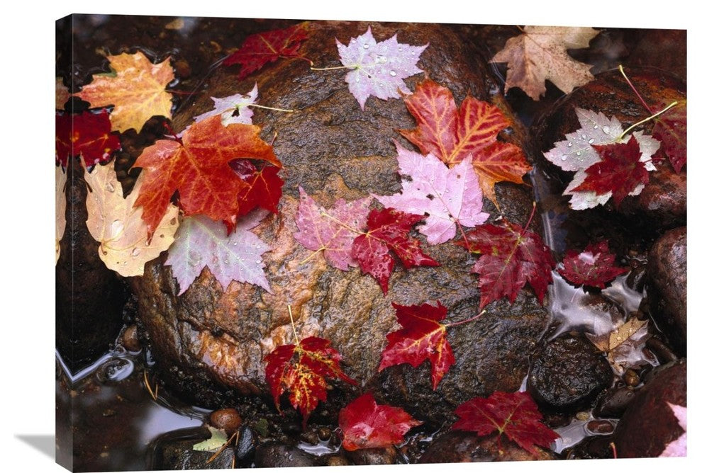 "Maple Leaves, Pictured Rocks National Lakeshore, Michigan" Artwork