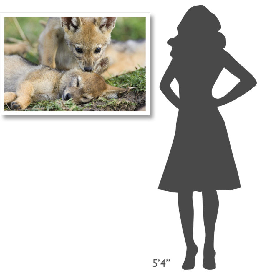 "Black-backed Jackal pups, 6 weeks old, playing, Masai Mara" Paper Art, 38"x26"