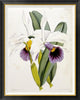 "Lily" Framed Canvas Giclee by William Curtis, 34x42"