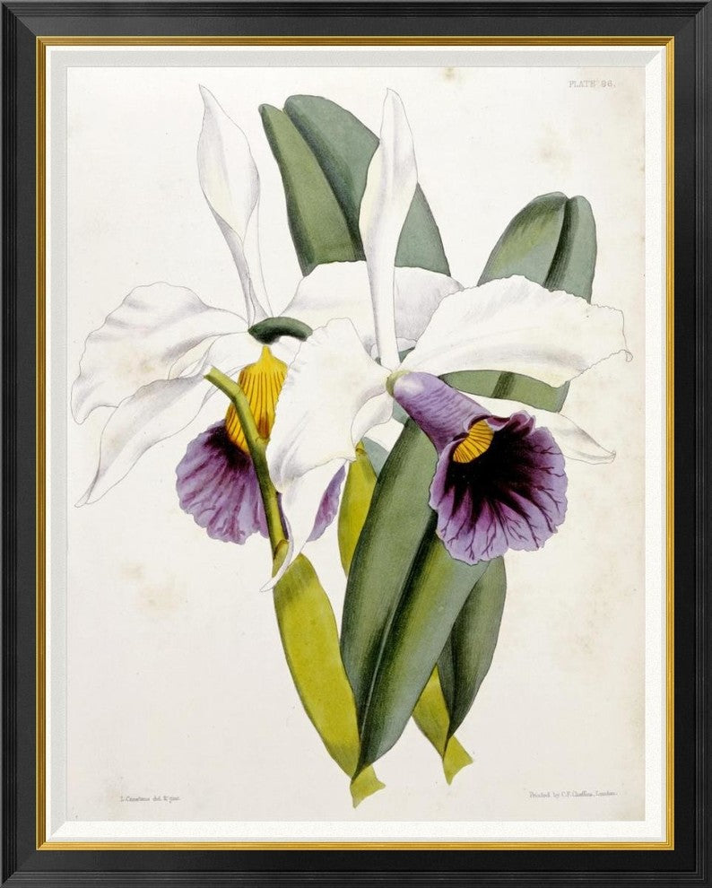 "Lily" Framed Canvas Giclee by William Curtis, 34x42"