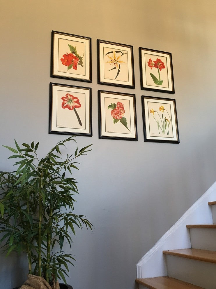 Original Vintage Paris Begonia Flower Framed Print