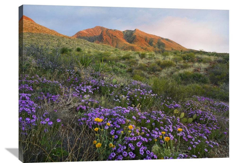 "Herb Of The Cross, Chihuahuan Desert, Texas" Artwork