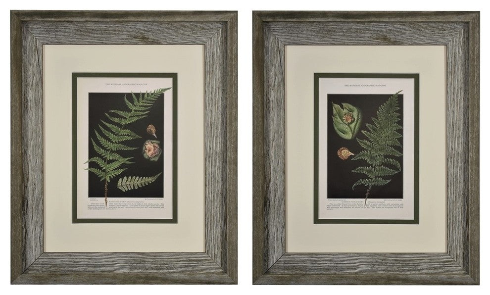 Original Vintage 1925 Botanical Fern Framed Prints, Set of 2