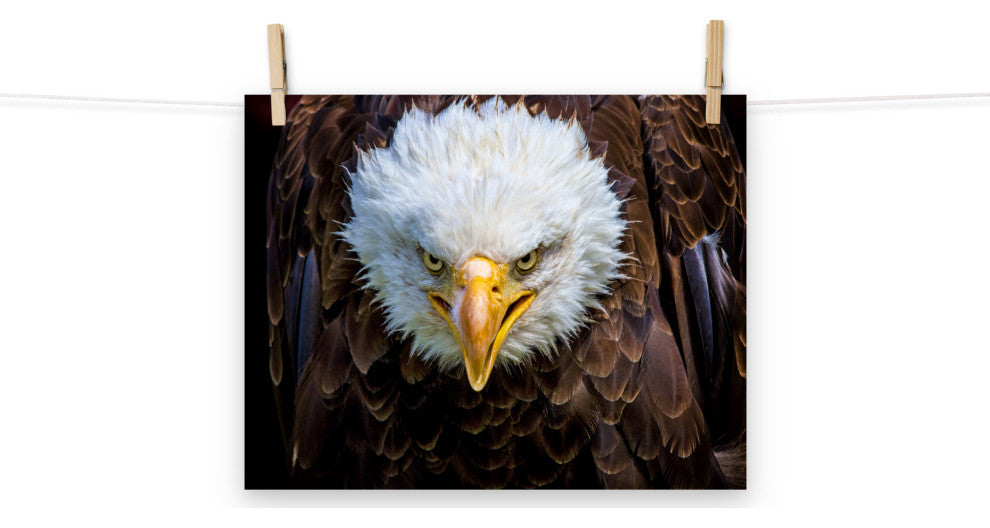 Bald Eagle Portrait Close-up Loose Wall Art Print, 11" X 14"