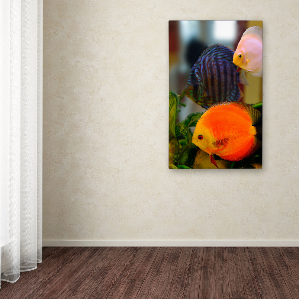 'Multicolored Discus' Canvas Art by Kurt Shaffer