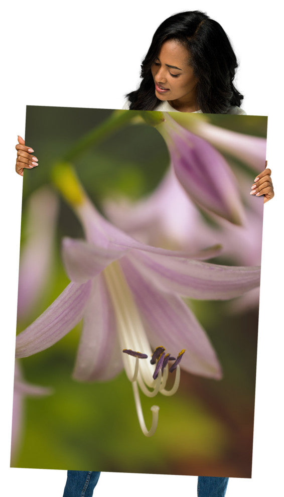 Close-up Hosta Bloom Nature Photography, Floral Unframed Wall Art Print, 24" X 36"