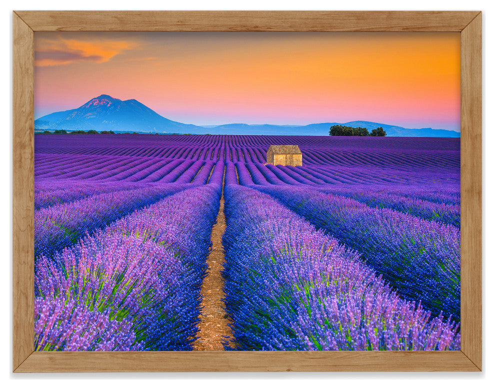 Blooming Lavender Field and Sunset Floral Landscape Framed Photo Wall Art Prints, Red Oak, 12" X 18"