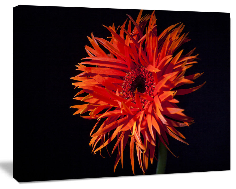 Spider Gerbera Daisy Watercolor, Flowers Canvas Wall Artwork, 60"x28"