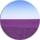 Lavender Flowers With Blue Horizon, Landscape Disc Metal Artwork, 11"