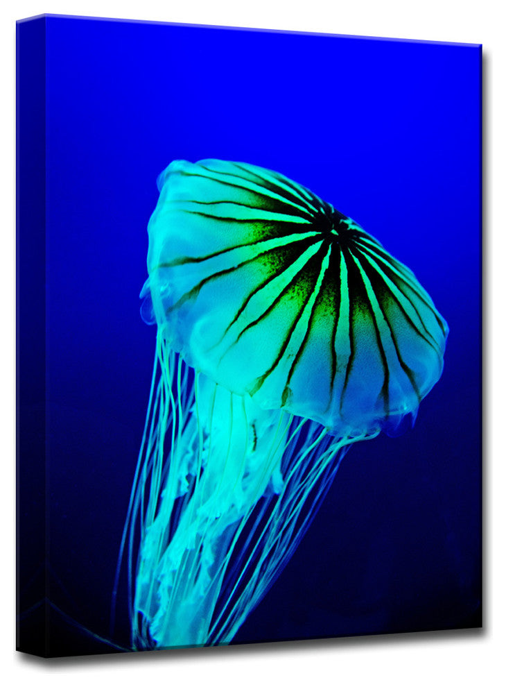 Ready2HangArt 'Iridescent Jelly I' by Christopher Doherty