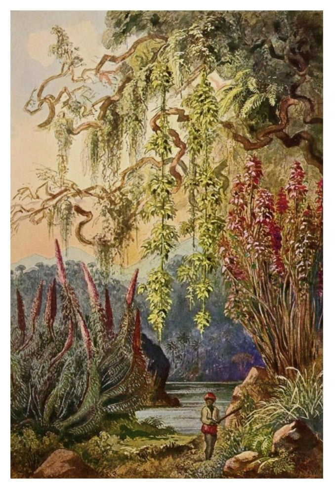"Nillu-Bï¿½sche und Hï¿½ngebambusen Hochland von Ceylon" Print, 14"x20"