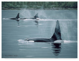 Ron Parker 'Orcas' Canvas Art, 32"x24"