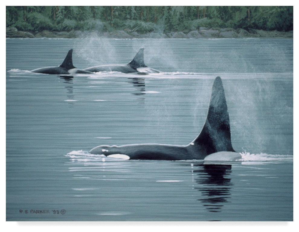 Ron Parker 'Orcas' Canvas Art, 32"x24"