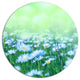 Chamomile Flowers On Green Background, Flower Round Metal Wall Art, 11"
