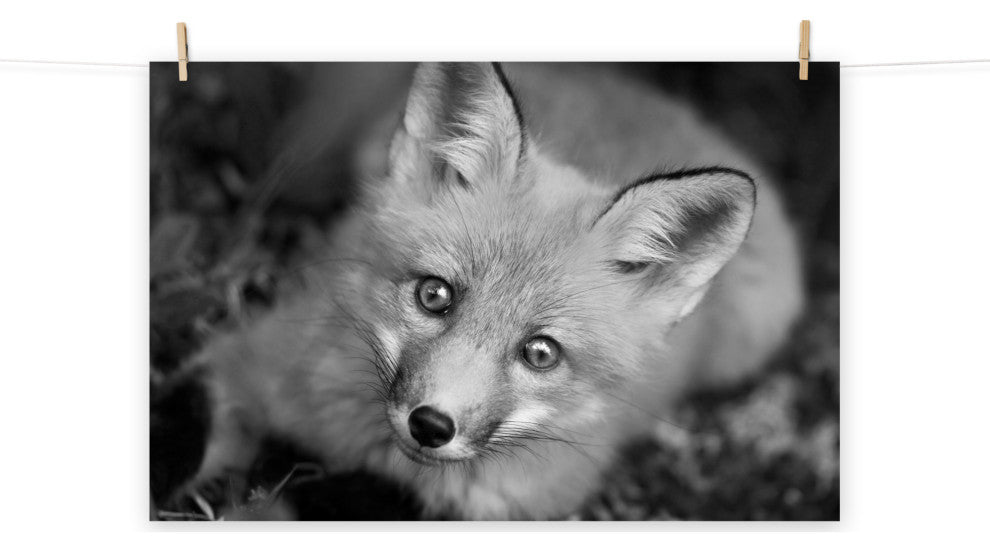 Young Red Fox Face Black & White Animal Wildlife Photograph Loose Wall Art Print, 12" X 18"