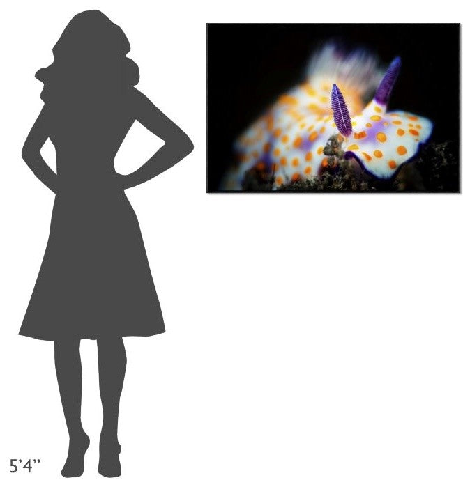 Nudibranche, 36"x24"