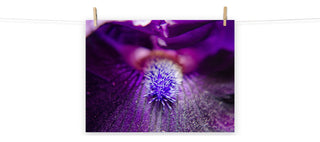 Eye of Iris Nature Photography, Floral Unframed Wall Art Print, 18" X 24"