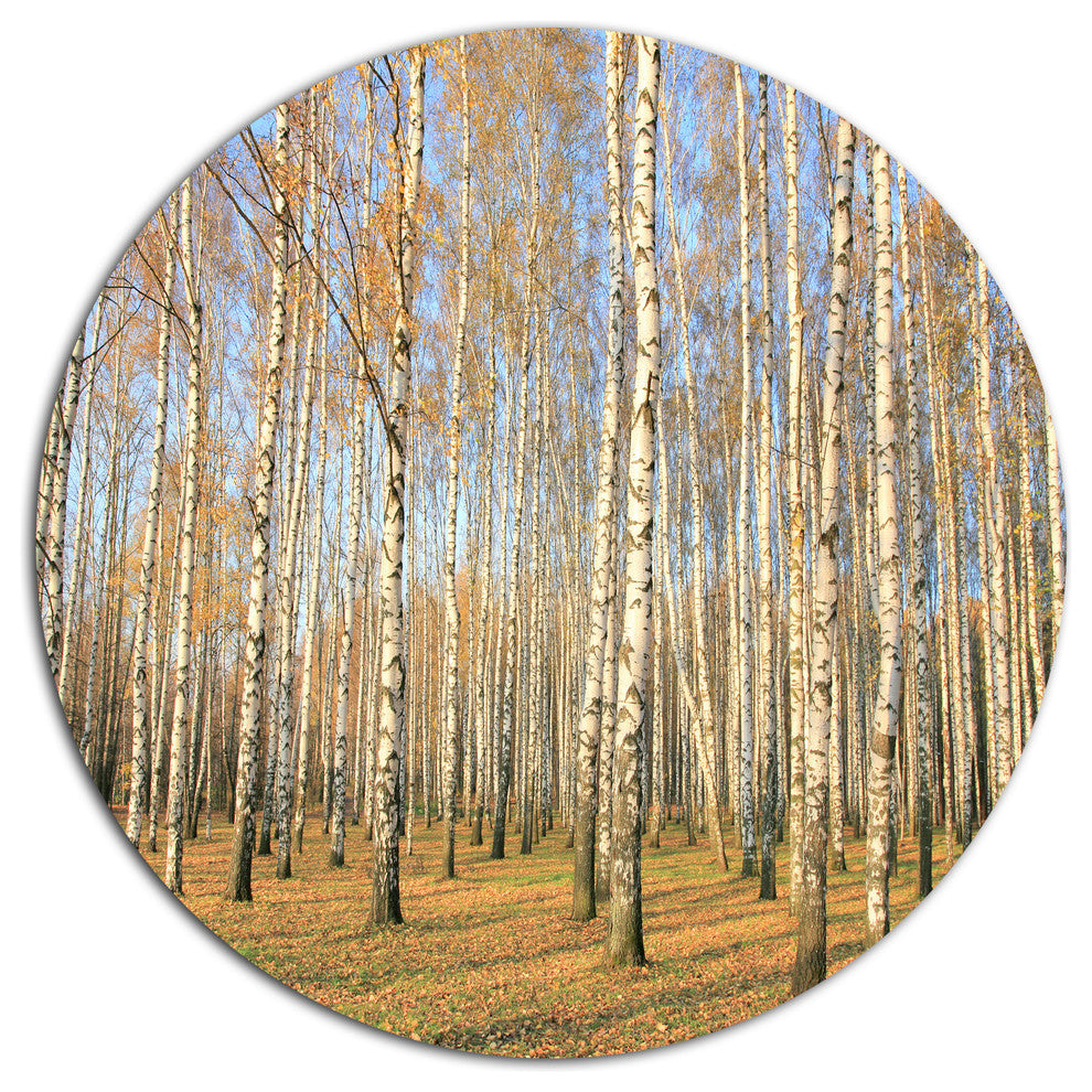 Autumn Birch Grove In Sunlight, Modern Forest Round Metal Wall Art, 23"