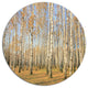 Autumn Birch Grove In Sunlight, Modern Forest Round Metal Wall Art, 23"