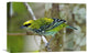 "Speckled Tanager, Costa Rica" Artwork, 18" x 12"