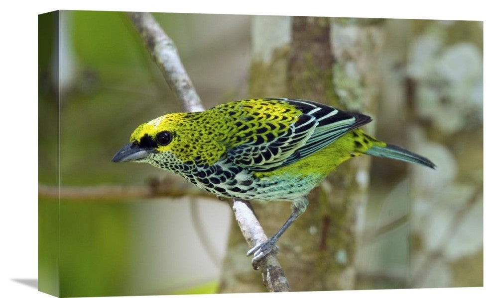 "Speckled Tanager, Costa Rica" Artwork, 18" x 12"