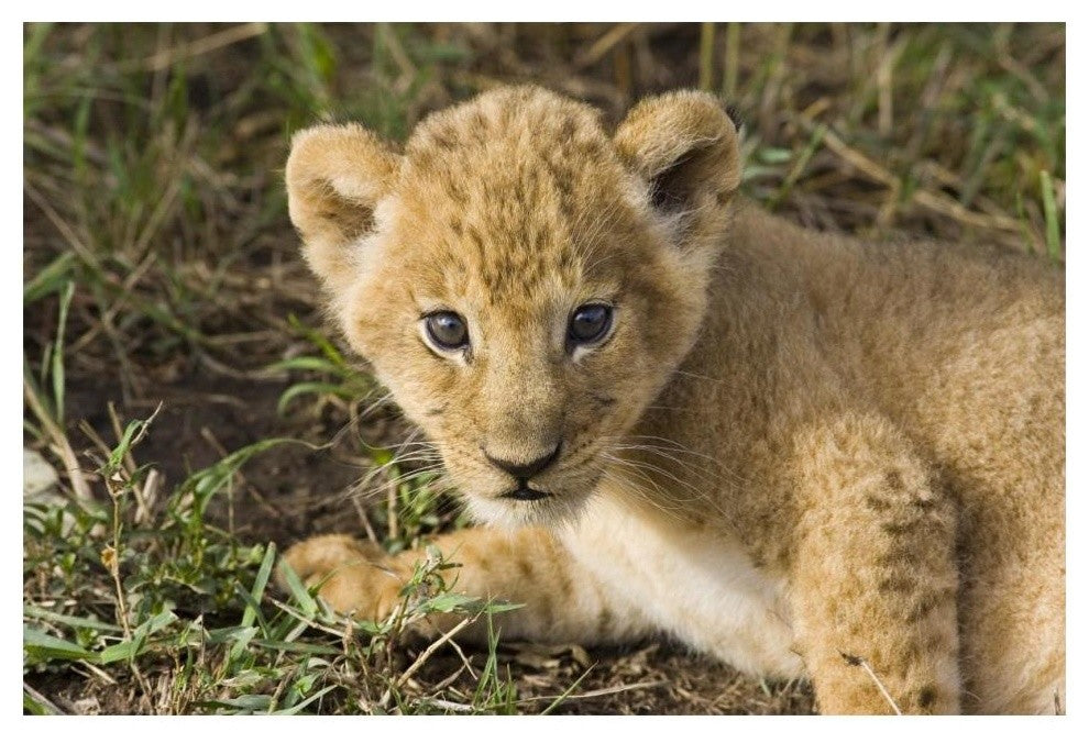 "African Lion 5 week old cub, vulnerable, Masai Mara Reserve" Paper Art, 20"x14"
