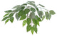 Vickerman 6' Ficus Tree