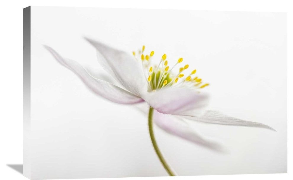 "Nemorosa" Stretched Canvas Giclee by Mandy Disher, 30"x20"