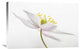 "Nemorosa" Stretched Canvas Giclee by Mandy Disher, 30"x20"